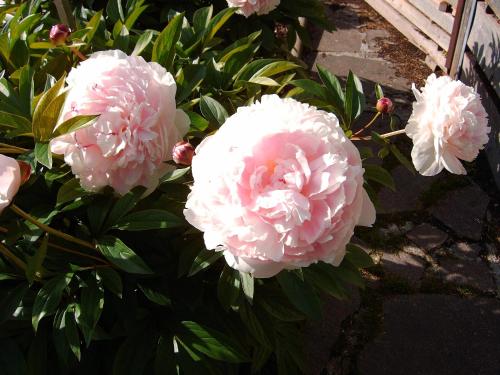 GÄstehaus Frischhut 