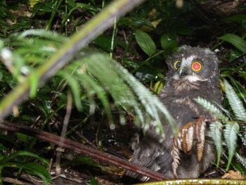 Morepork Riverside Lodge Property Grounds