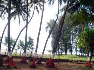Surali Wadi Resort 