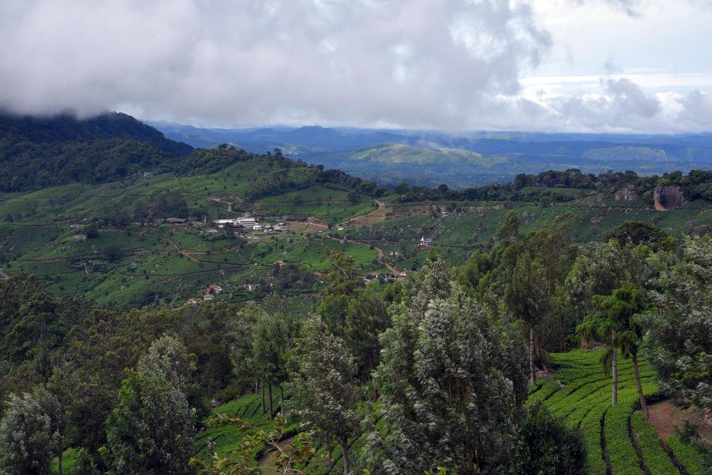 Purple Munnar 