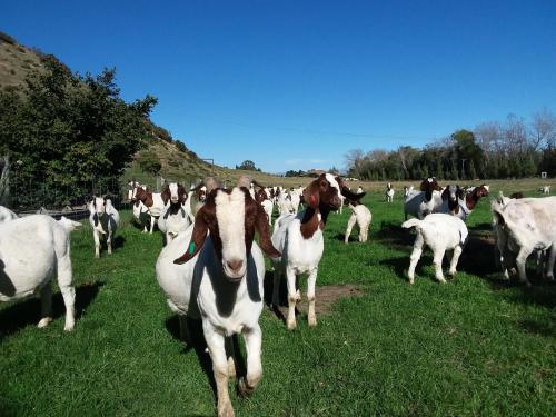 Hurunui Homestead Bed And Breakfast 