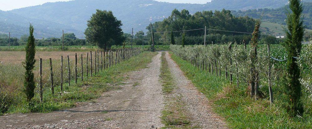 Azienda Agricola Il Melograno 