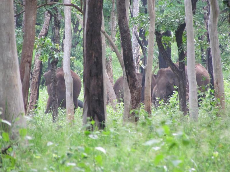 Amberina Homestay Gudalur 