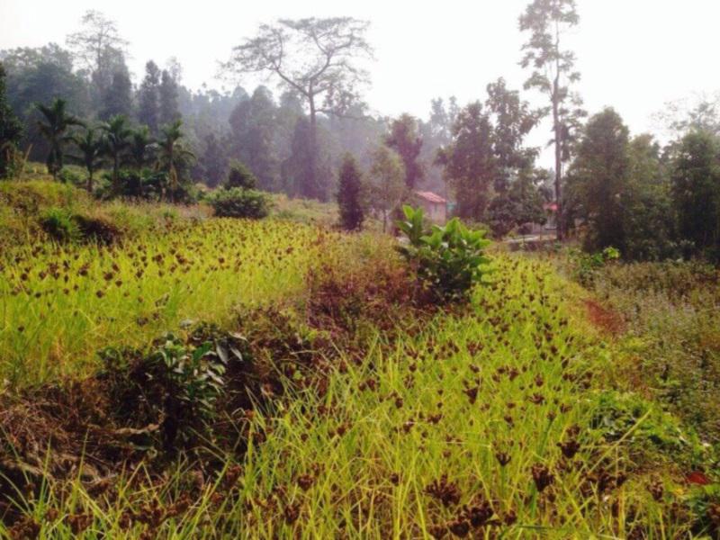 Petrichor Farms (پتریچور فارمس) 