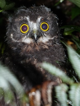 Morepork Riverside Lodge Property Grounds