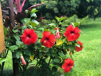 Corbett Riverside Resort Garden View