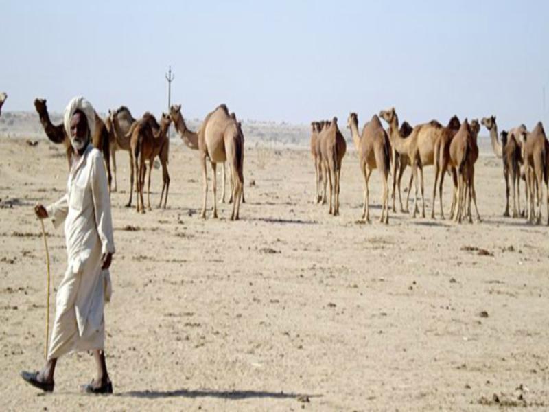 Prince Desert Camp 