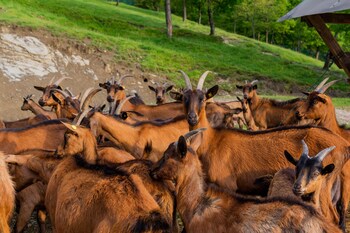 Agriturismo Casa Passerini A Firenze Pet-Friendly