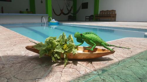 Iguana Haus 