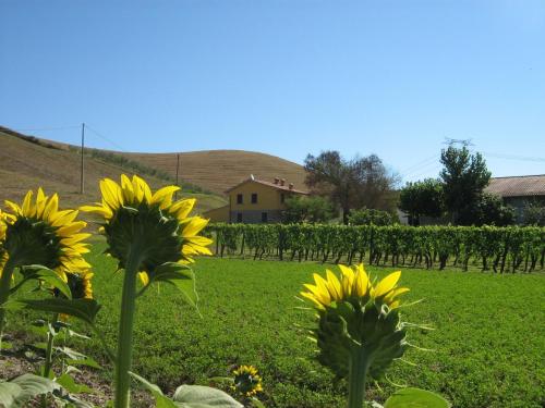 Agriturismo Podere Bellosguardo (آگریتوریسمو پودر بلوسگواردو) 