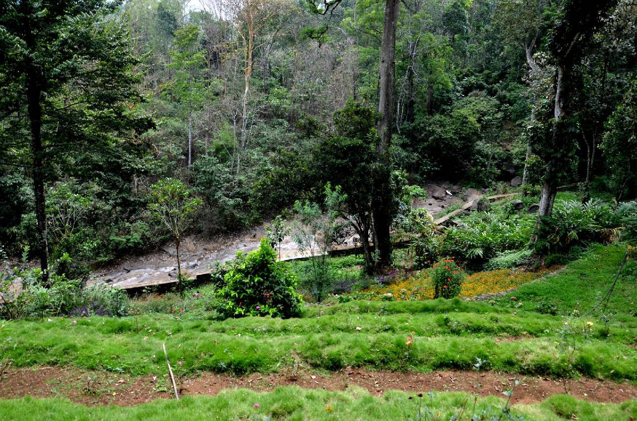 Bamboo Dale 