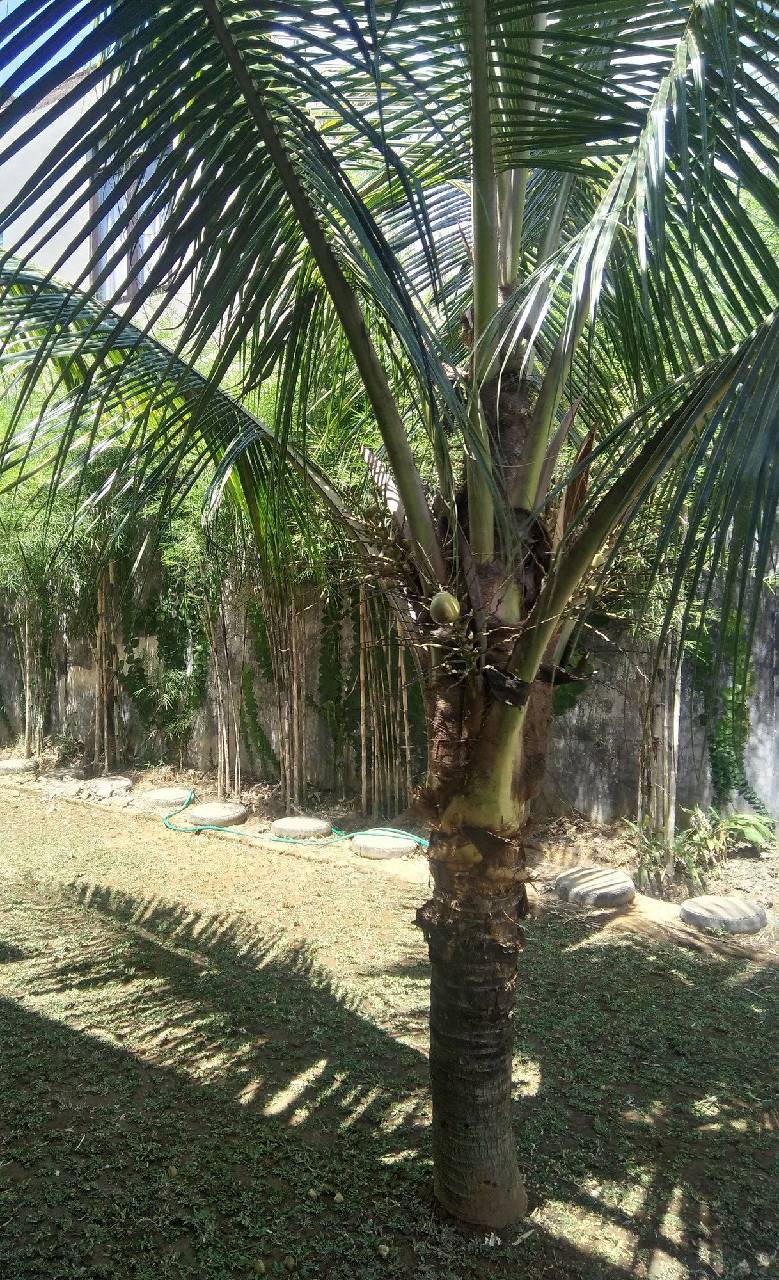 Sayan Ubud Guest Houses 