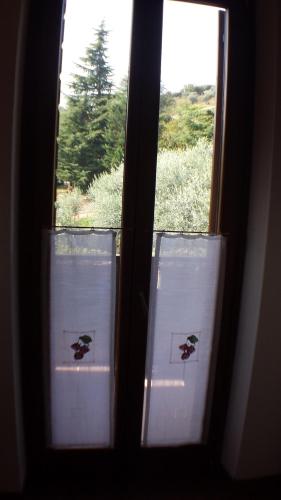 Olivella (اولیولا) 