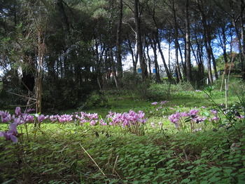 Li Spiri Bed & Breakfast Property Grounds
