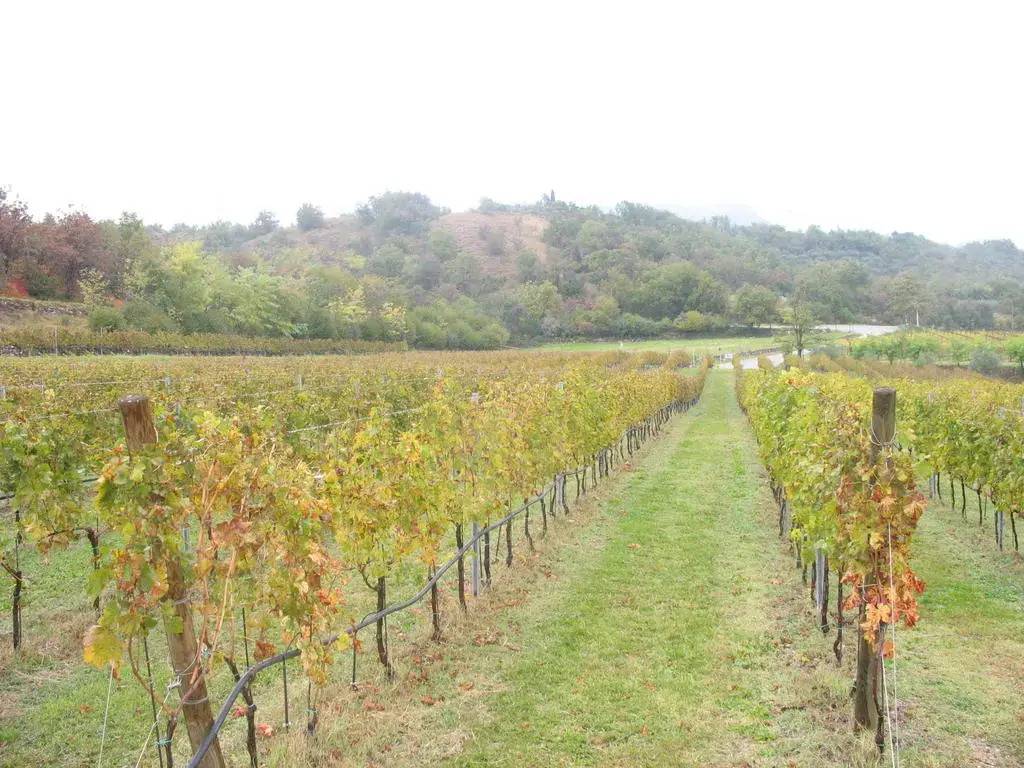 Agriturismo Ca' Cristane 
