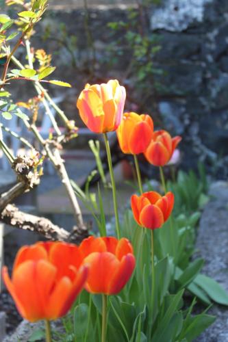 Le Ginestre 