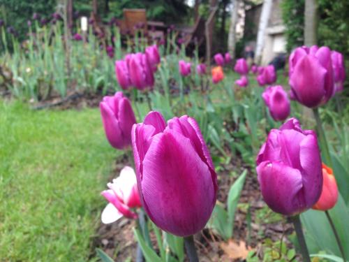 Tulips 
