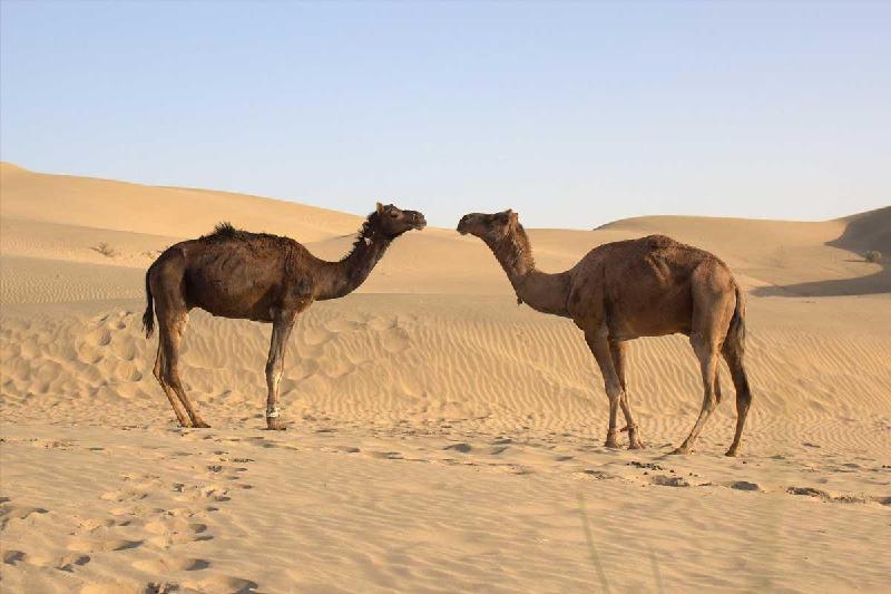 Dynasty Desert Camp 