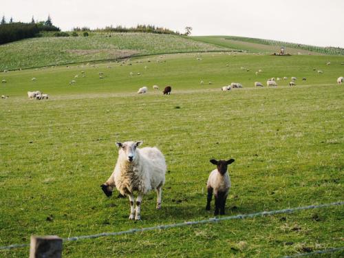 Broomhead Cottages 