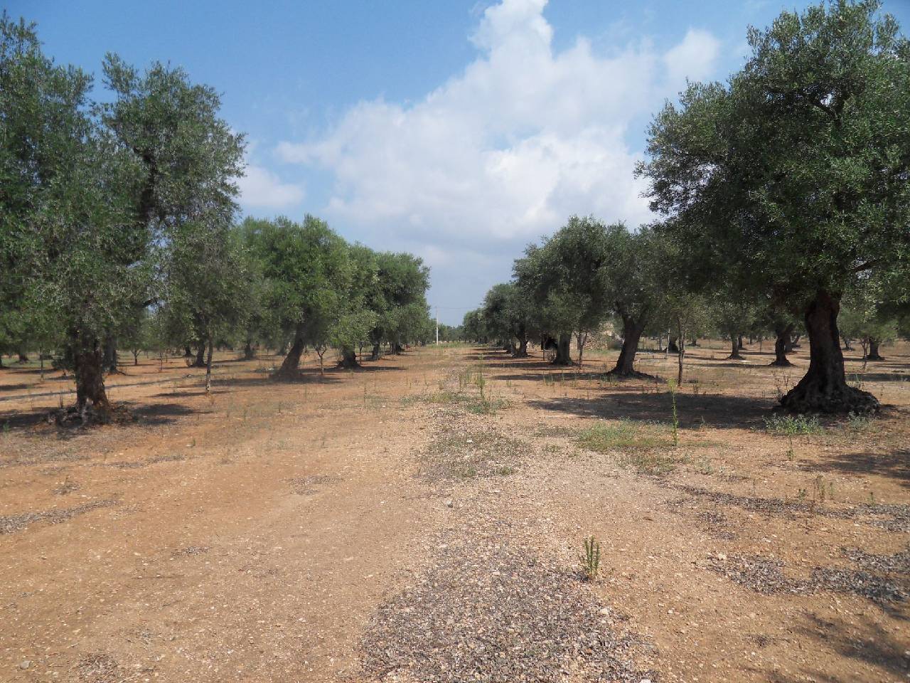 Masseria Le Celline 