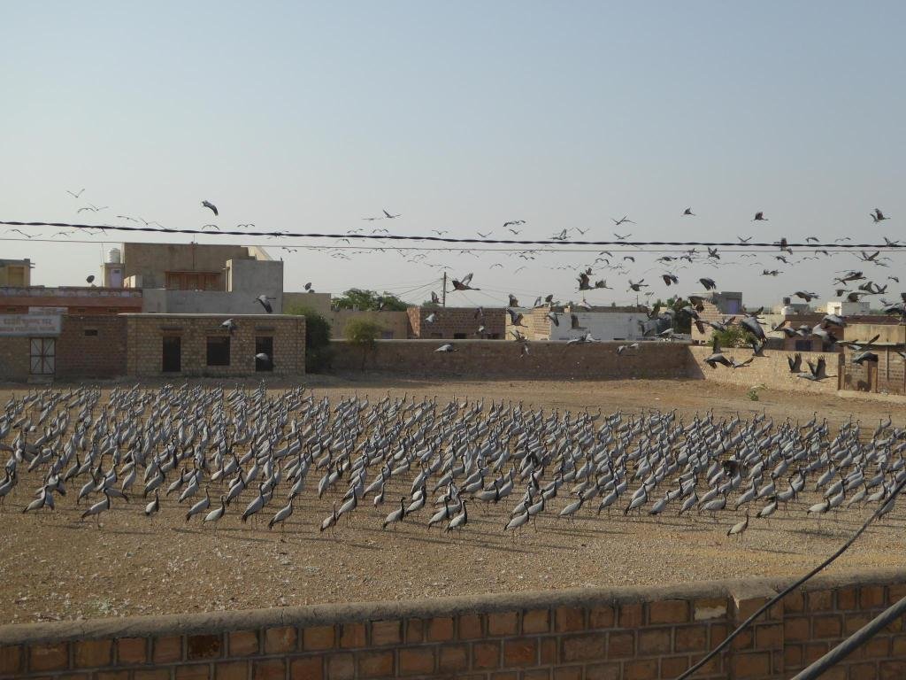 Kurja Camp 