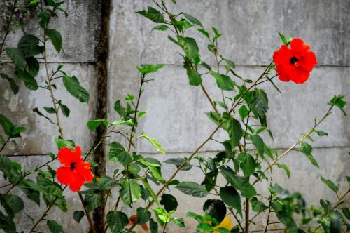 Butterfly Apartments 