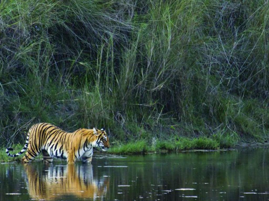 Corbett Treat Resort 