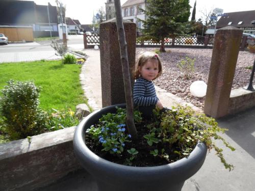 Hotel Pension Blume (هتل پانسیون بلوم) 