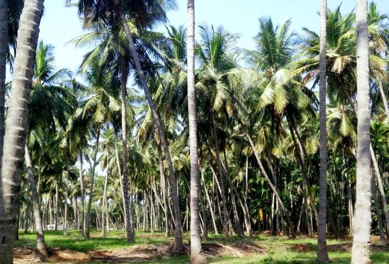 Cloud 9 Stays Mettupalayam 