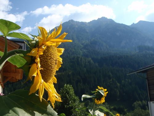 Öbristhof 