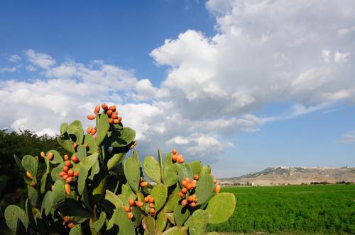 L'orto Di Lucania 