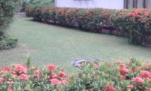 Isuruvi Homestay Piliyandala 