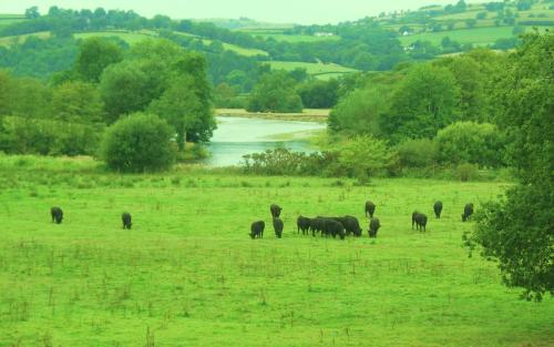 Cwmtywi 