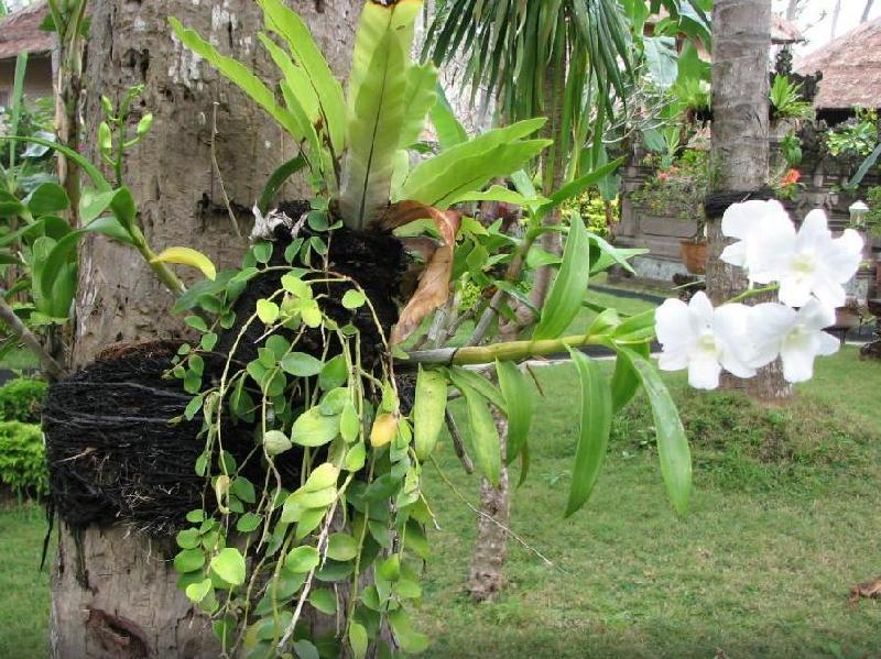 Kelapa Mas Homestay 