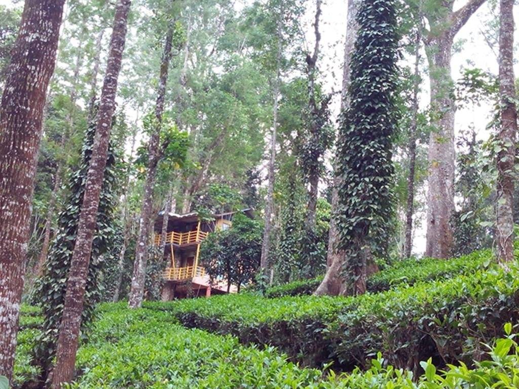 Jungle Jive Tree House Munnar 