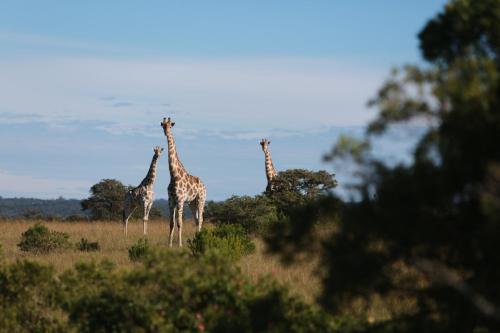 Mansfield Game Reserve 