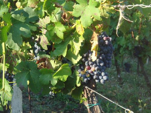 Agriturismo Relais Il Bricco 