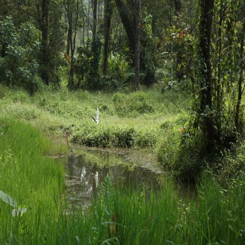 Dew Drops Farm Resorts 