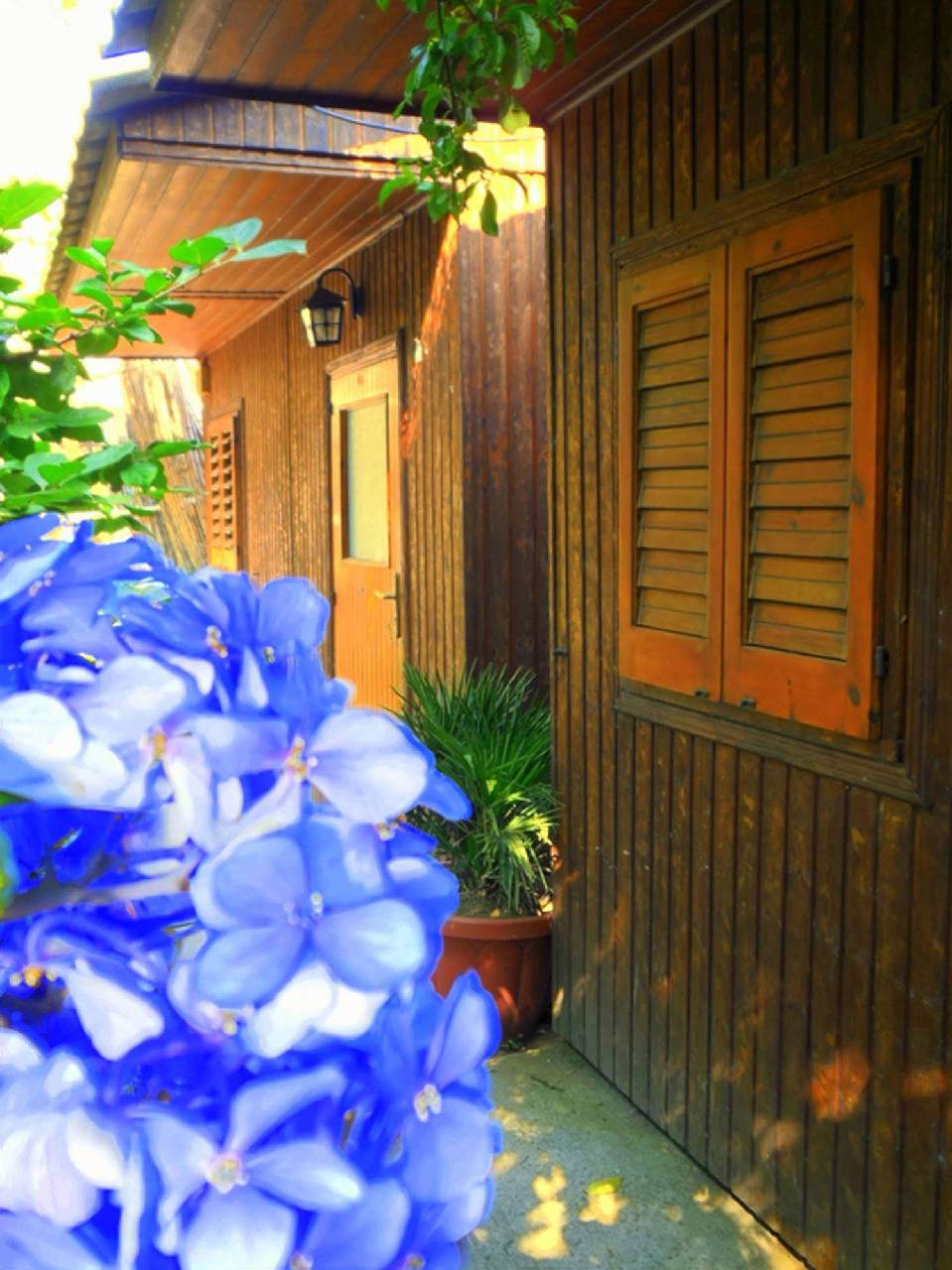 Fiori D'arancio 