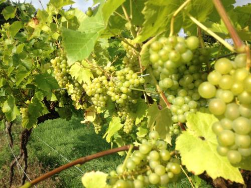 Glyndwr Vineyard 