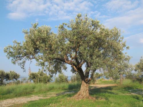 Holiday Home Stella Di Sicilia 