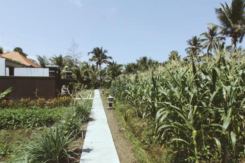 Gayatri Diuma Villas 