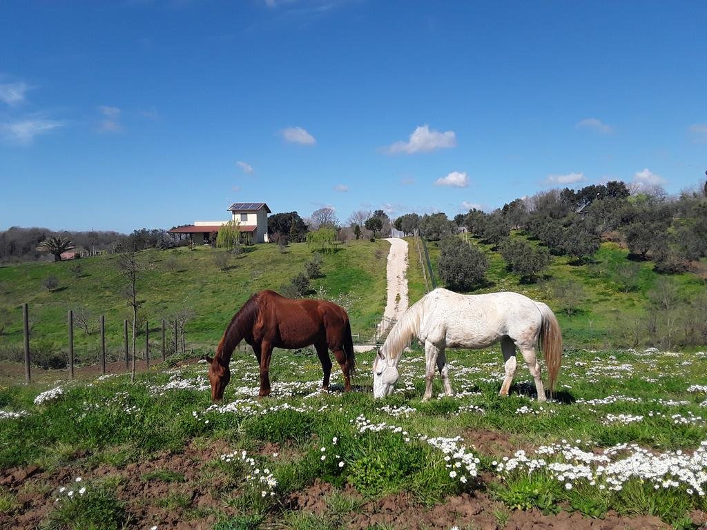La Lucaia 