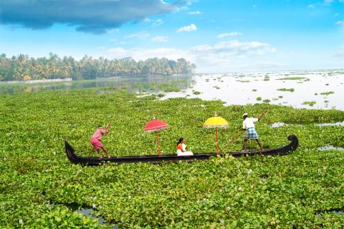 Purity At Lake Vembanad 