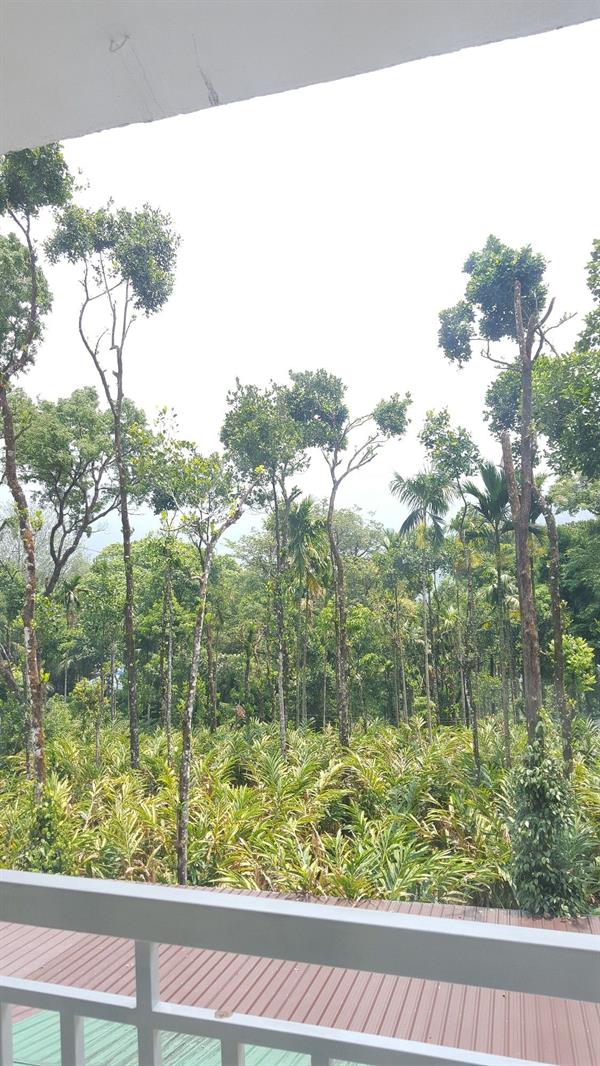 Tree Blanche Munnar 