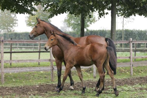 San Giacomo Horses & Agriturismo 