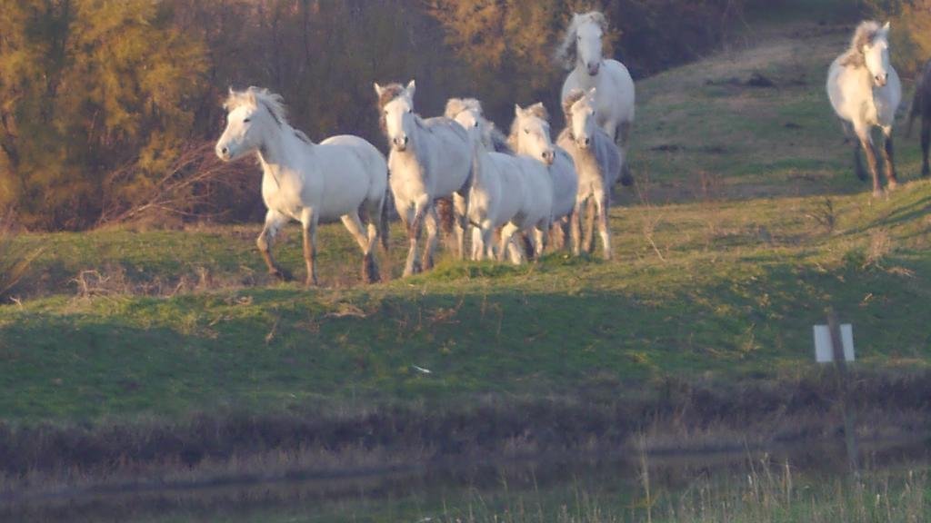 Villetta Logonovo (ویلتا لوگونووو) 