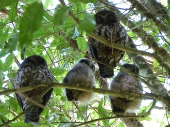 Morepork Riverside Lodge Property Grounds